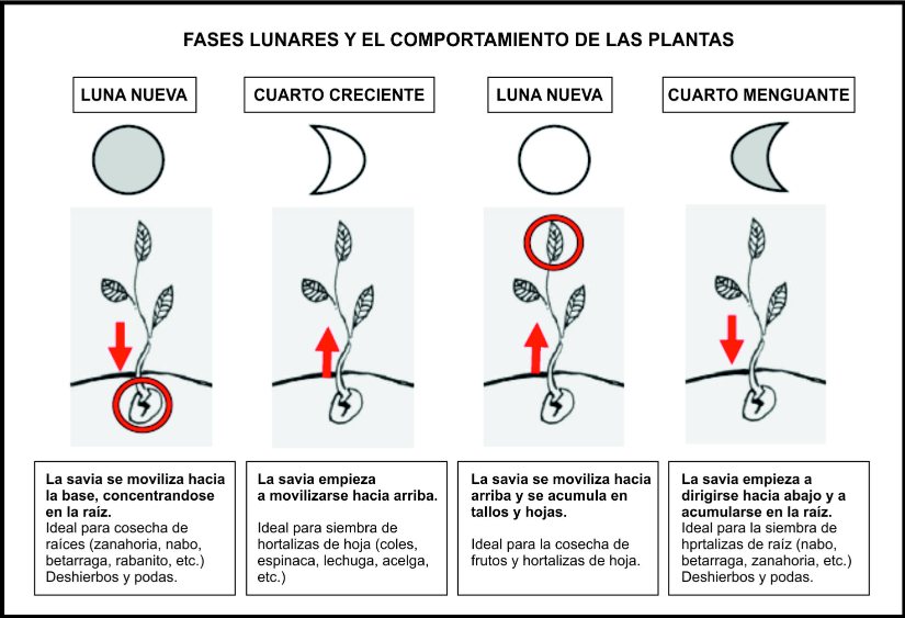 ¿Cómo afecta la luna a tu huerto?